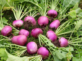 ज्यादा शलजम खाने से हो सकती है पेट दर्द, गैस आदि की समस्या, जानें इसके 5 नुकसान