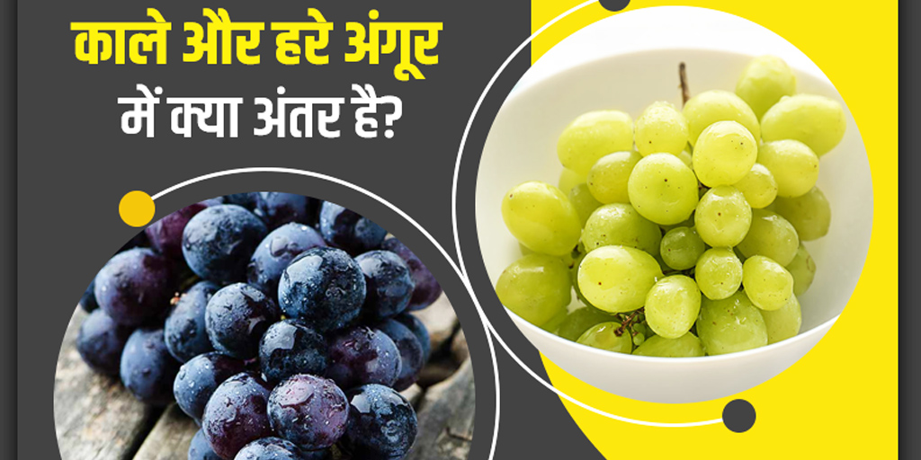 काले अंगूर और हरे अंगूर में अंतर और फायदे Black Vs Green Grapes