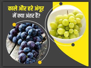 Black Vs Green Grapes: काले और हरे अंगूर में क्या अंतर है? डायटिशियन से जानें कौन-से अंगूर हैं ज्यादा फायदेमंद
