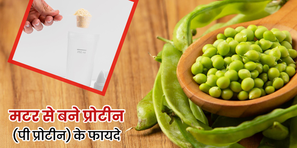 मटर से बने प्रोटीन (पी प्रोटीन) के फायदे Pea Protein in Hindi Meaning
