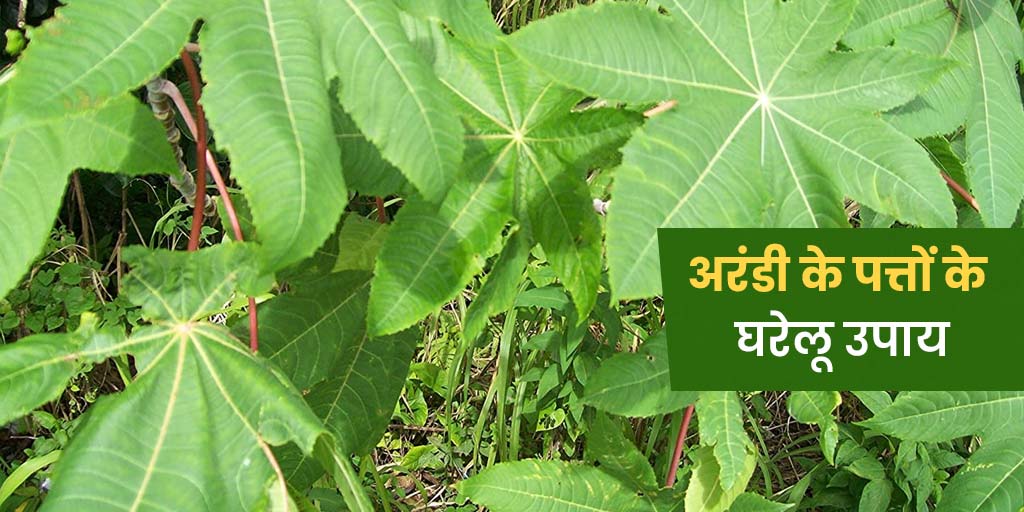 अरंडी के पत्तों के घरेलू उपाय Castor Leaves in Hindi Uses Onlymyhealth