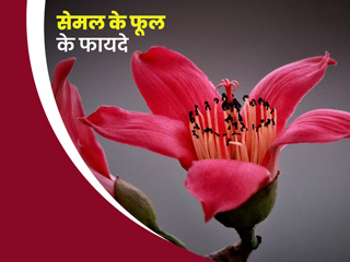 Semal Flower Benefits: सेमल के फूल खाने से सेहत को मिलेंगे ये 5 गजब के फायदे, एक्सपर्ट से जानें