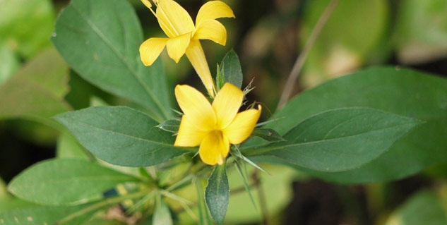 VAJRADANTI-FLOWER-TEETH