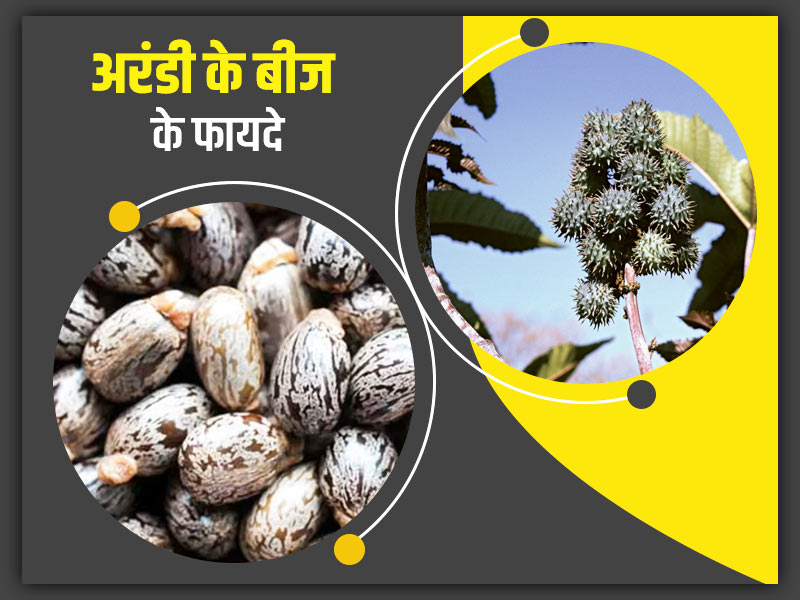 सेहत के लिए फायदेमंद होते हैं अरंडी के बीज, जानें इसके फायदे-नुकसान और उपयोग के तरीके