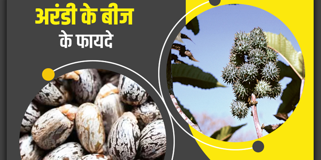 castor-seeds-in-hindi