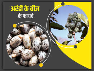 सेहत के लिए फायदेमंद होते हैं अरंडी के बीज, जानें इसके फायदे-नुकसान और उपयोग के तरीके