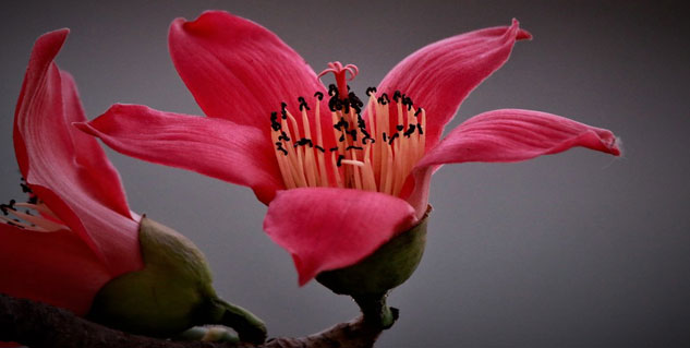 semal flower