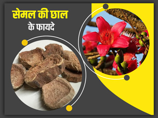 Semal Bark: सेमल की छाल से दूर हो सकती हैं ये 5 समस्याएं, जानें इस्तेमाल का तरीका