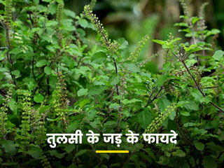तुलसी की जड़ों में भी छिपे हैं कई औषधीय गुण, जाने इसके 5 फायदे और इस्तेमाल का तरीका