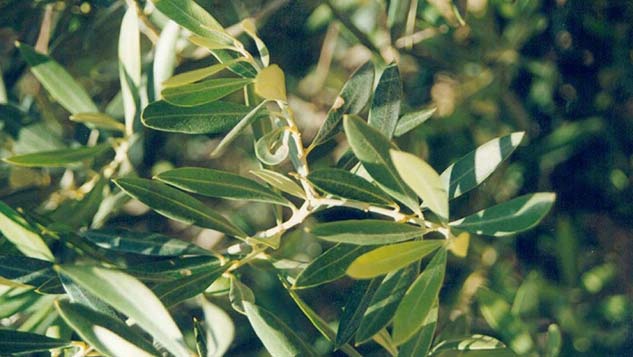 Olive-Leaves-Health-Benefits
