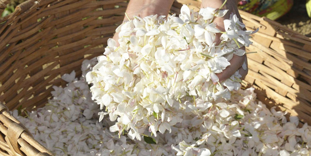 jasmine flower ayurveda