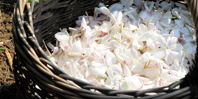 jasmine flower treatment