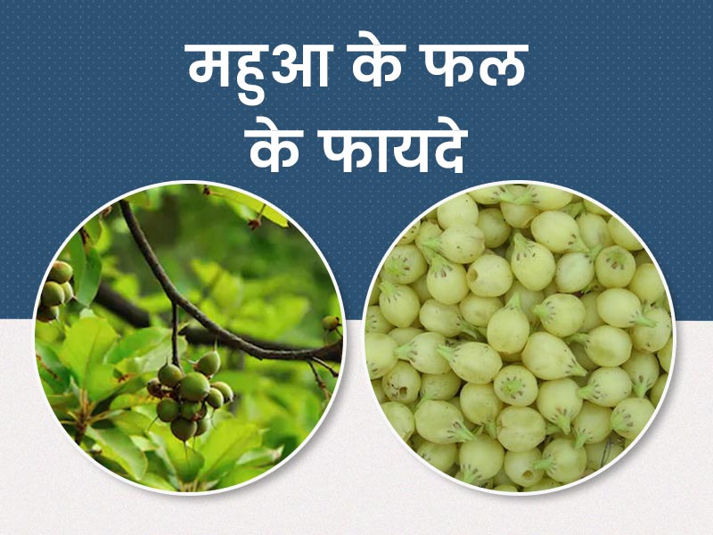 महुआ का फल खाने से सेहत को मिलते हैं ये 4 फायदे, जानें क्या है इसे खाने का बेस्ट तरीका