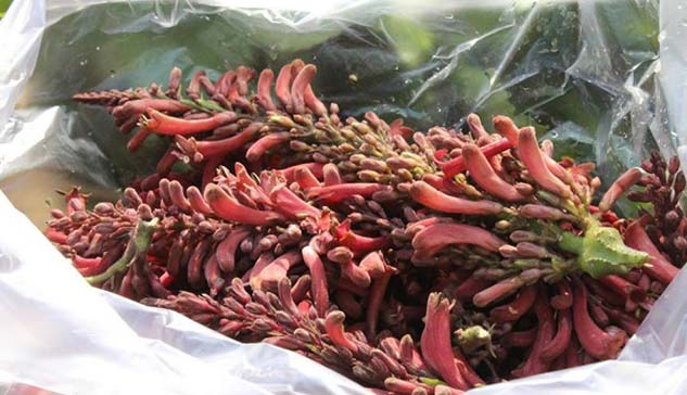 Teeta-Flower-Benefits