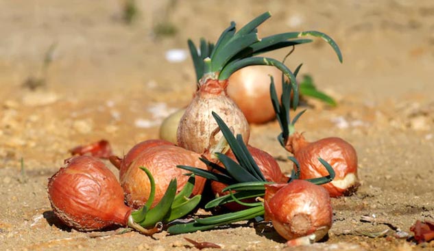 Sprouted-Onion-Benefits