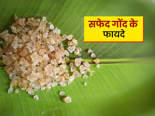 सफेद गोंद (मोरिंगा गोंद) सेहत की कई समस्याएं कर सकता है दूर, जानें फायदे और सेवन का तरीका