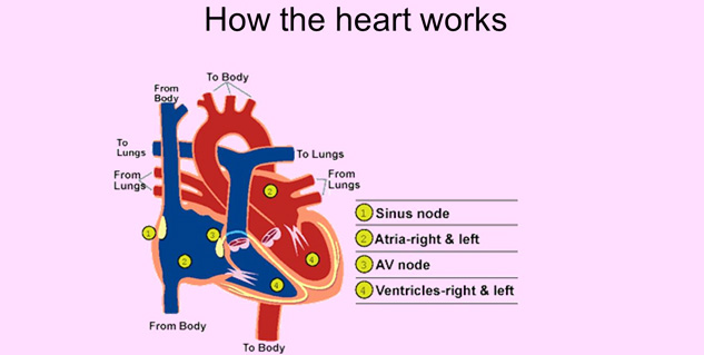 heart function