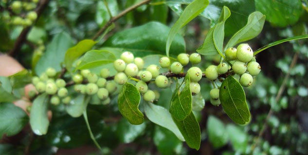 weight loss ayurveda