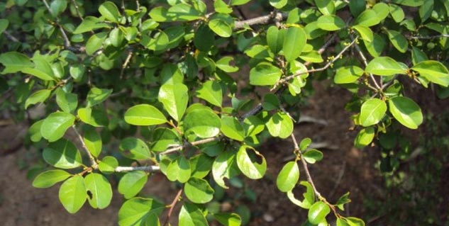 weight loss ayurveda in hindi