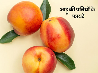 आड़ू की पत्तियां दूर करेंगी शरीर की ये 9 समस्याएं, जानें कैसे करें इस्तेमाल