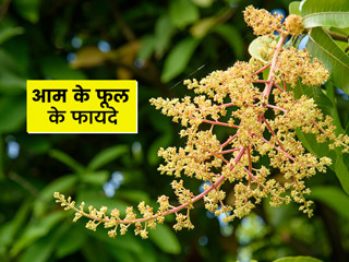 आम के फूल भी सेहत के लिए होते हैं बहुत फायदेमंद, जानें इसके 5 फायदे और उपयोग का तरीका