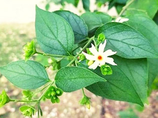 हरसिंगार की पत्तियां इन 5 कारणों से होती हैं सेहत के लिए बहुत फायदेमंद, जानें इस्तेमाल के तरीके