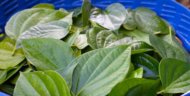 betel leaf in hindi 
