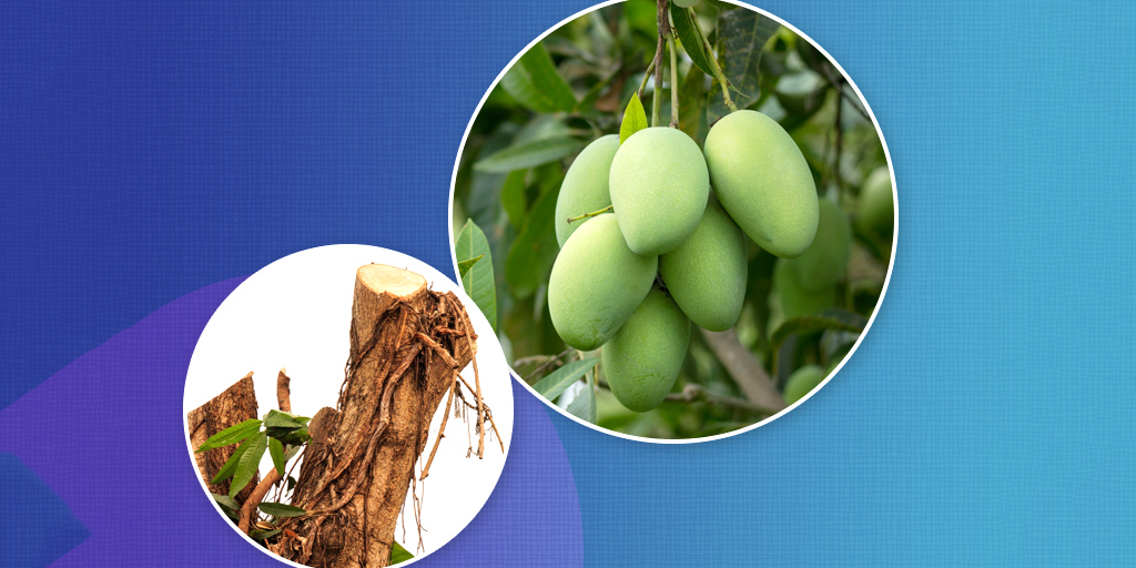 आम की छाल के फायदे, उपयोग का तरीका Mango Bark benefits in Hindi Aam