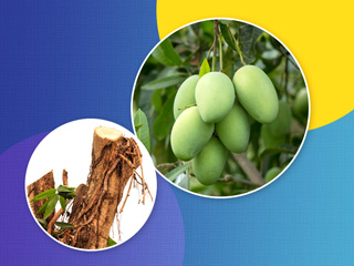 आम की छाल से दूर होती हैं ये 5 समस्याएं, जानें उपयोग का तरीका
