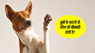 कुत्ते के काटने से सिर्फ रेबीज नहीं, हो सकती हैं ये 6 बीमारियां, जानें इनके लक्षण और बचाव के टिप्स