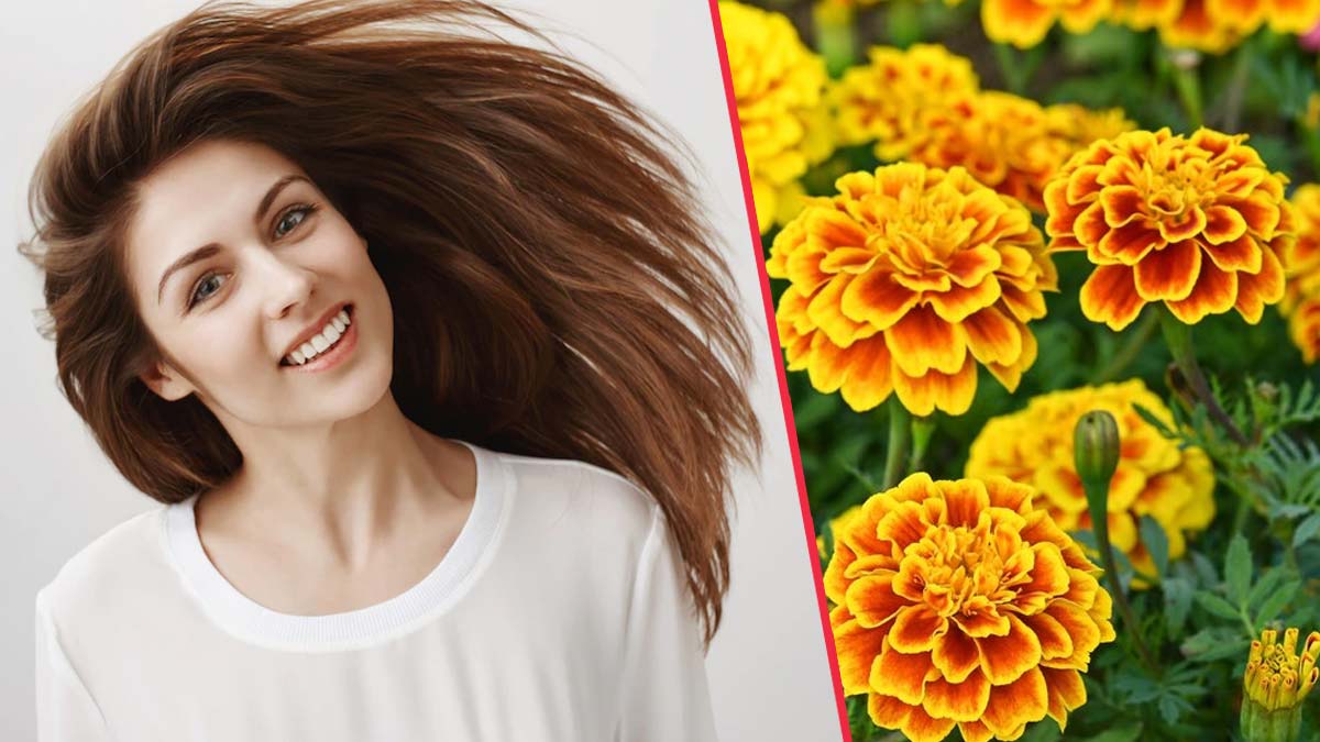 Make Marigold Flower A Part of Your Hair Care Routine, Read Benefits & Uses