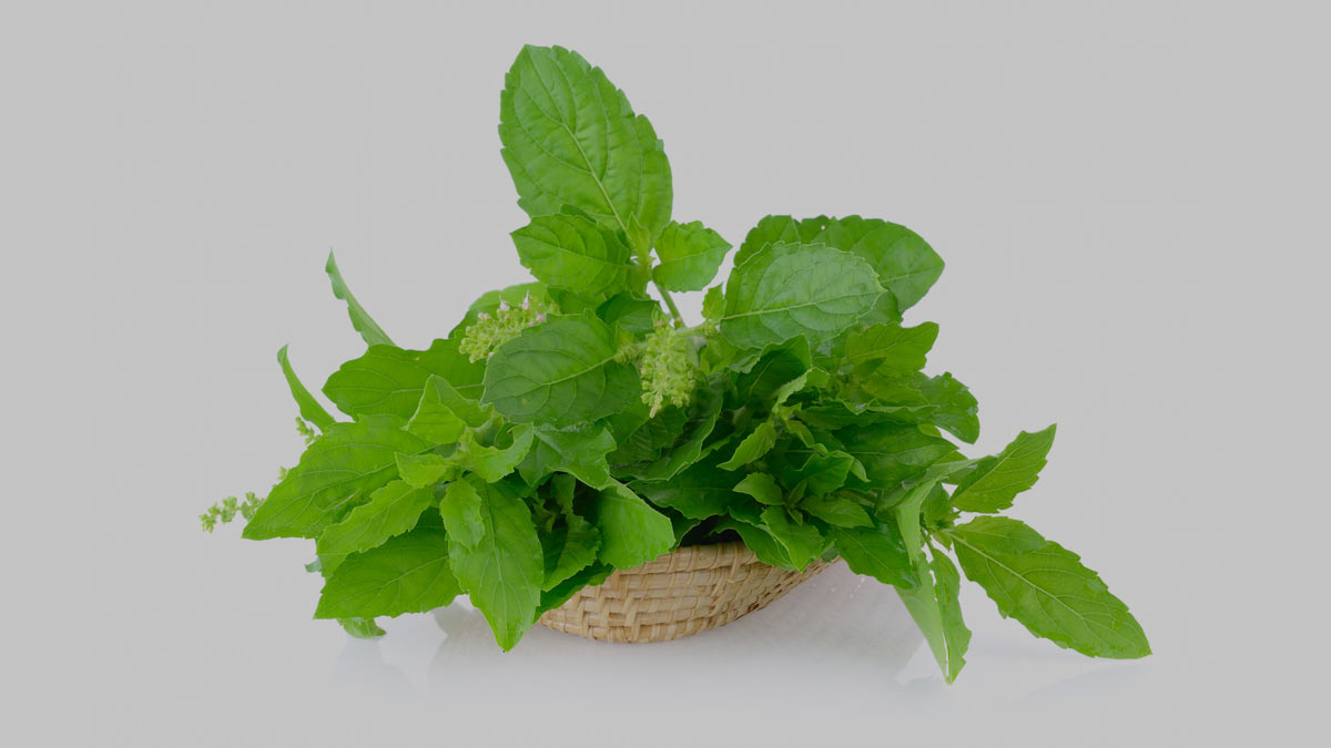 tulsi-black-pepper-benefits