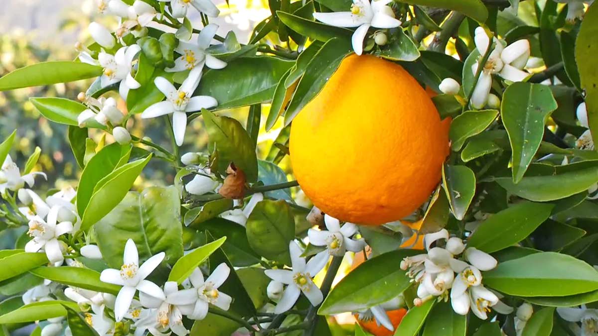 संतरे के फूल का पानी आता है बड़े काम, ब्यूटी से लेकर हेल्थ तक जानें