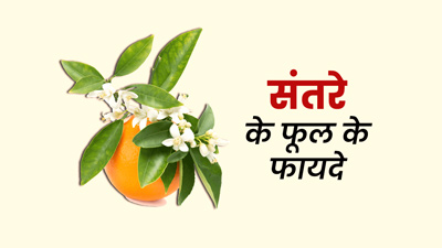 संतरे के फूल का पानी आता है बड़े काम, ब्यूटी से लेकर हेल्थ तक जानें इसके 7 फायदे
