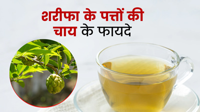 शरीफा के पत्तों की चाय पीने से सेहत को मिलते हैं कई फायदे, जानें बनाने का तरीका