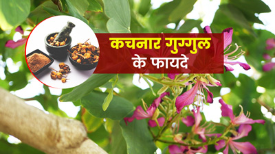 सेहत के लिए वरदान से कम नहीं है कचनार गुग्गुल, कई बीमारियों से दिलाता है छुटकारा