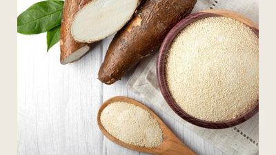 सेहत के लिए बहुत फायदेमंद है कसावा का आटा, डायबिटीज और कब्ज से मिलेगी निजात