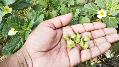 पुरुषों की इन 5 समस्‍याओं का आयुर्वेद‍िक इलाज है गोखरू
