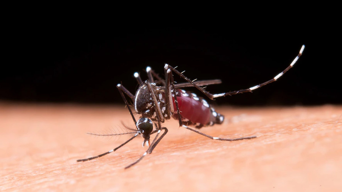 Antibody Treatment Shows Potential In Malaria Treatment, Reveals Research