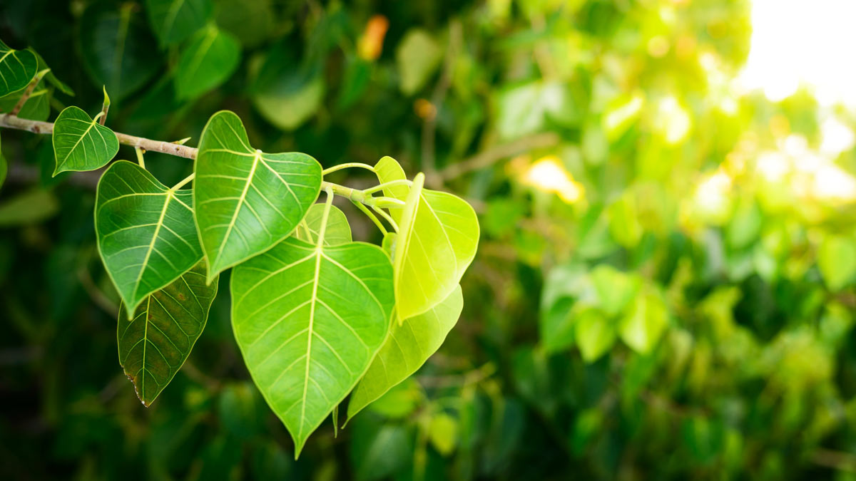 Peepal Leaf Juice Benefits In Hindi