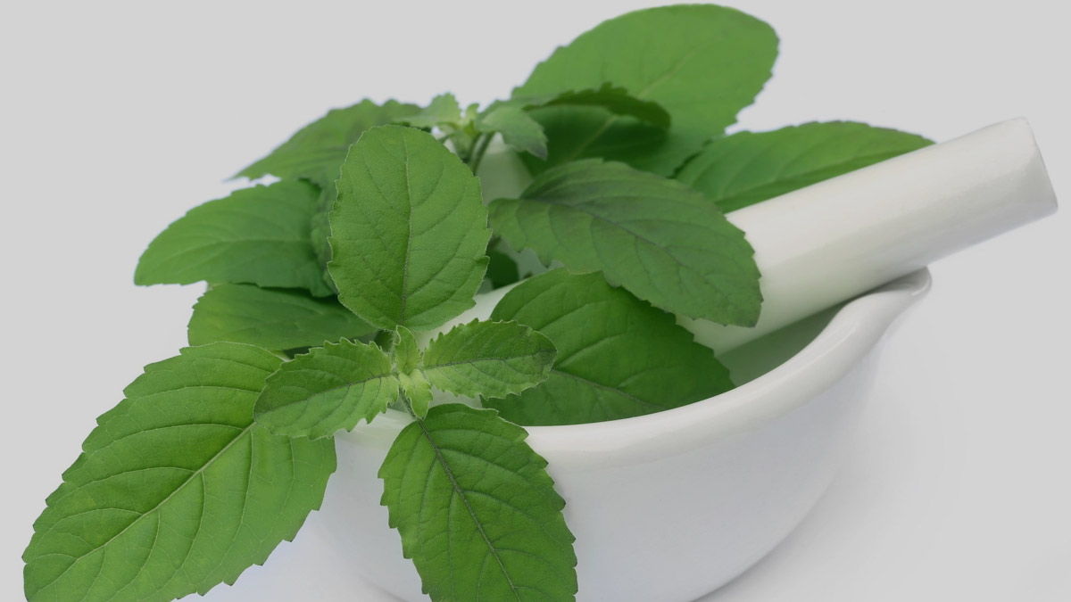 tulsi powder