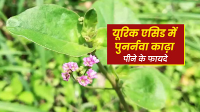 यूरिक एसिड की समस्या में फायदेमंद है पुनर्नवा काढ़ा, जानें पीने का तरीका