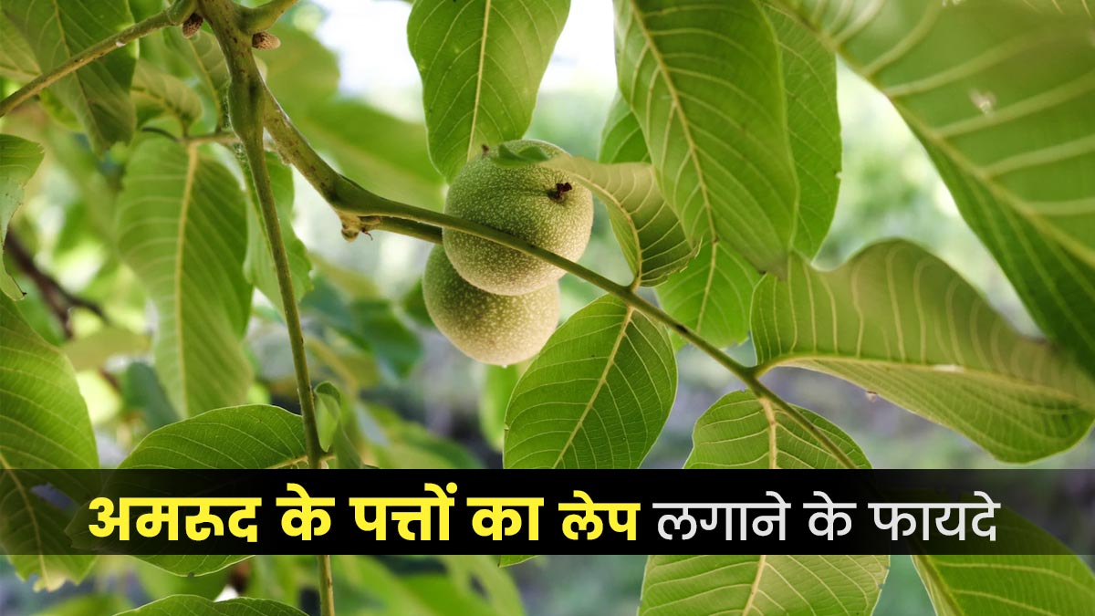 शरीर के इन हिस्सों पर लगाएं अमरूद का लेप, मिलेंगे ये 5 फायदे