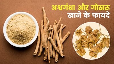 अश्वगंधा और गोखरू साथ में खाने से सेहत को मिलते हैं ये 5 फायदे, जानें तरीका