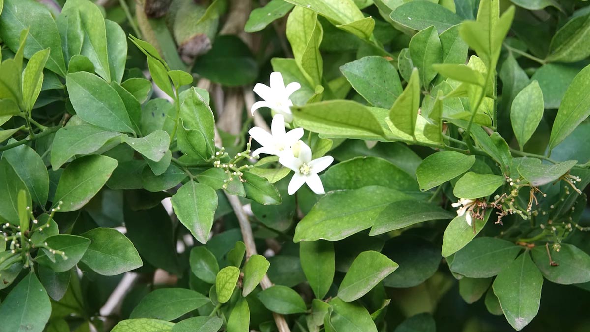 Ayurvedic-Herbs-For-Thyroid