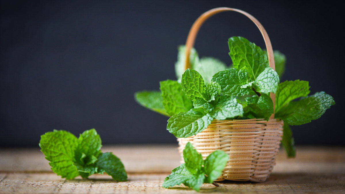 Boiled Mint Leaves Water Benefits