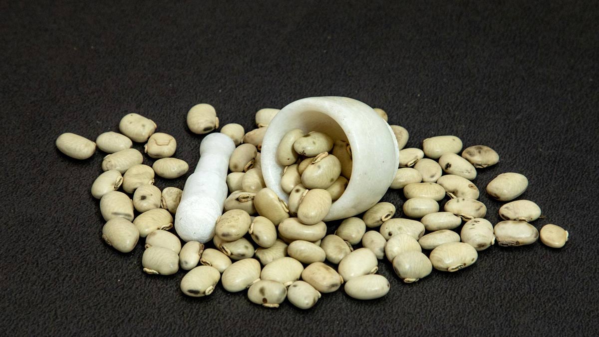 Kaunch Beej Powder Health Benefits