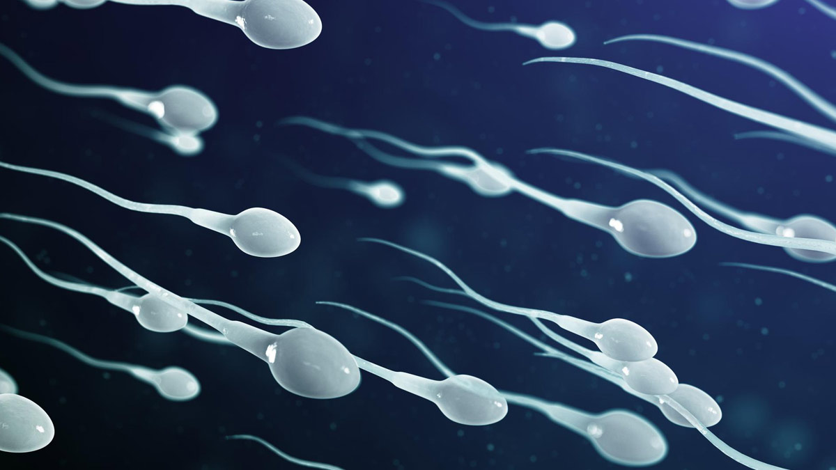 Sperm Count Significantly Decreases Worldwide