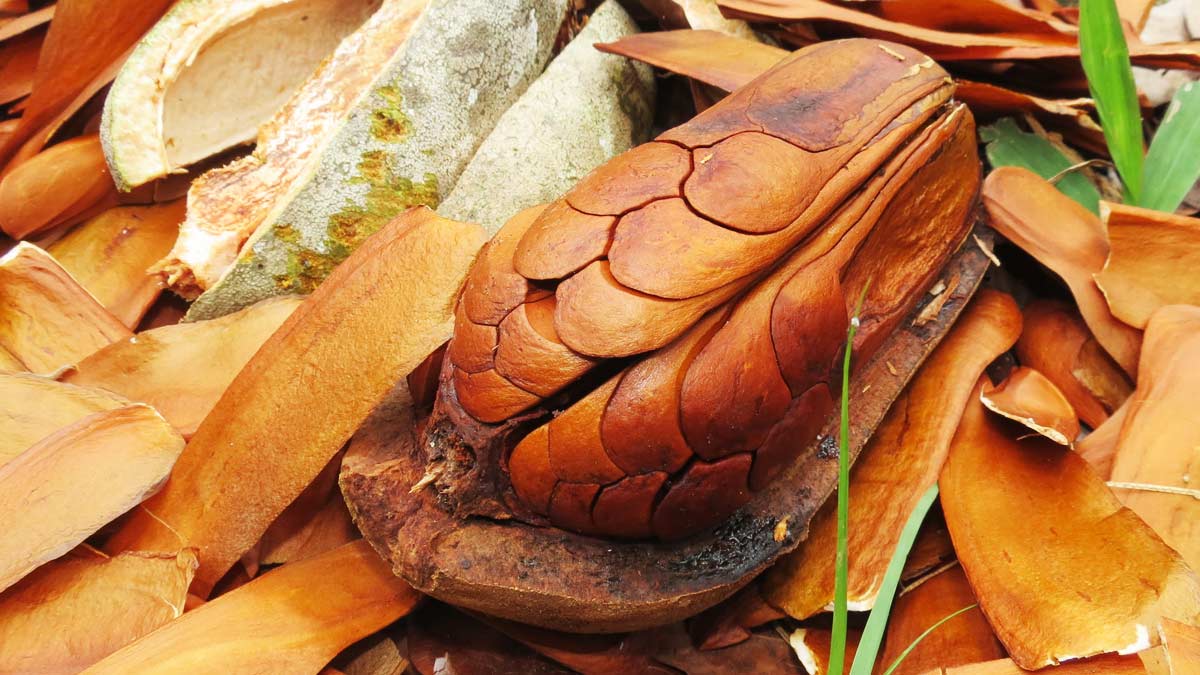 sugar badam ke fayde 