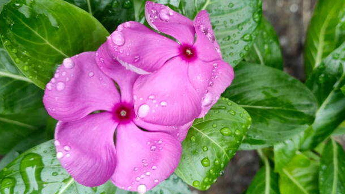 सदाबहार फूल चेहरे पर कैसे लगाएं?, जानें 5 तरीके evergreen flower